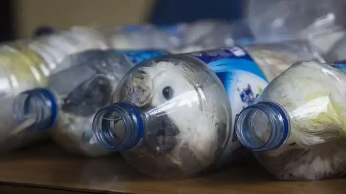 В Индонезии контрабандисты пытались провести через границу редких попугаев в пластиковых бутылках