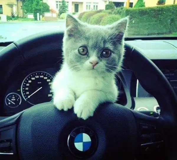 Подборка автоприколов