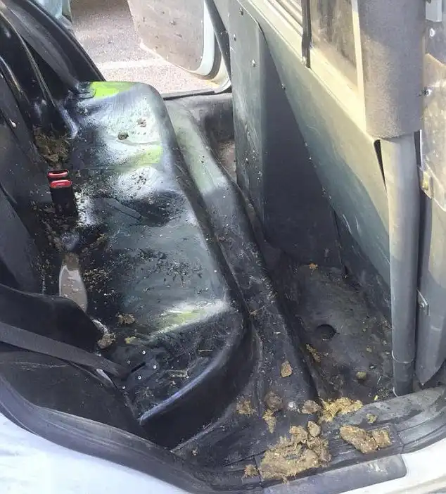 Американские полицейские задержали поросенка