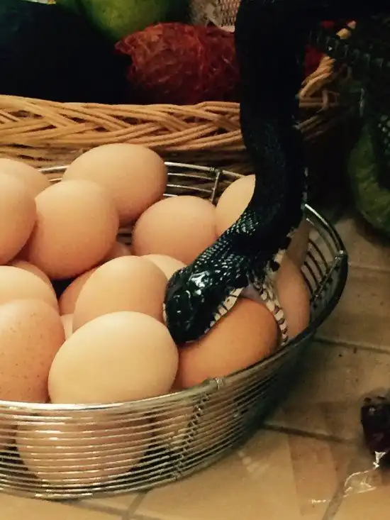 Незваный гость нашел чем полакомиться на кухне