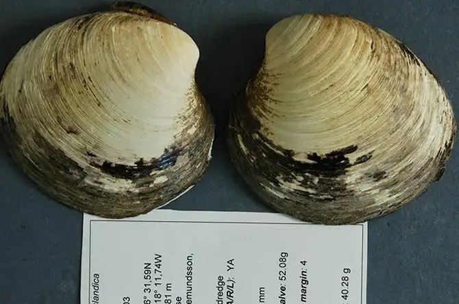 Животные и растения, которые могут жить вечно