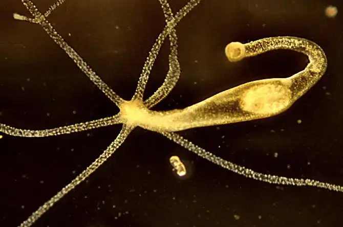 Животные и растения, которые могут жить вечно