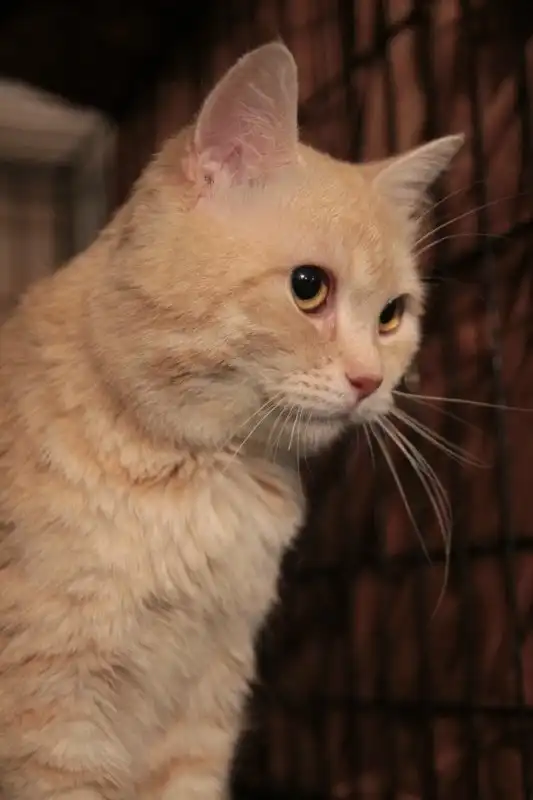 Отдам котика Феникса