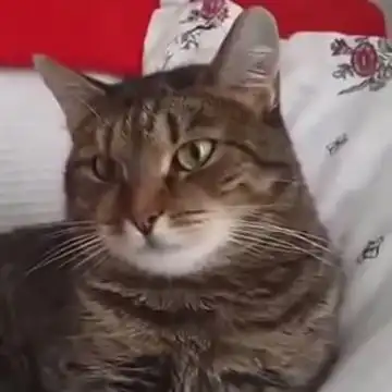 Котик охренел от петуний