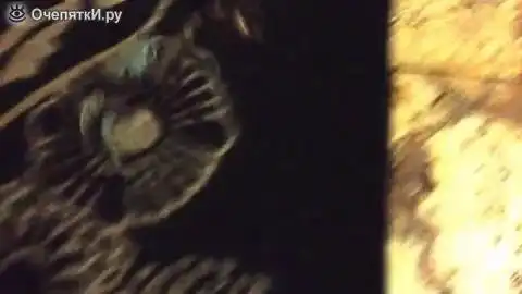 Краб присвоил сигару