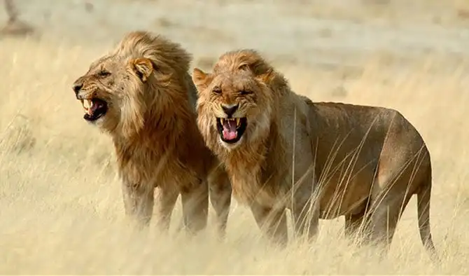 Самых смертоносных животных в мире