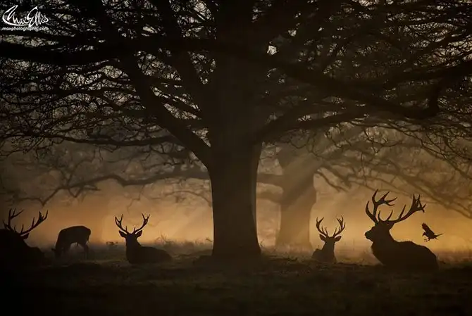 Лучшие снимки, сделанные на рассвете
