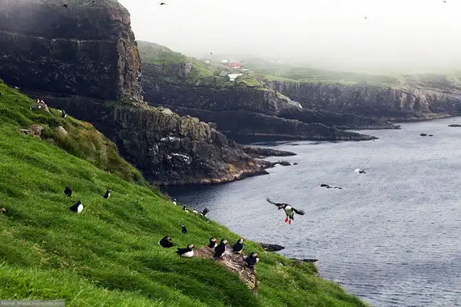 Фареры: остров птиц