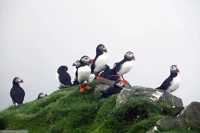 Фареры: остров птиц