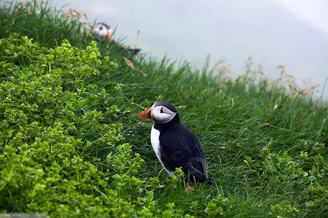Фареры: остров птиц