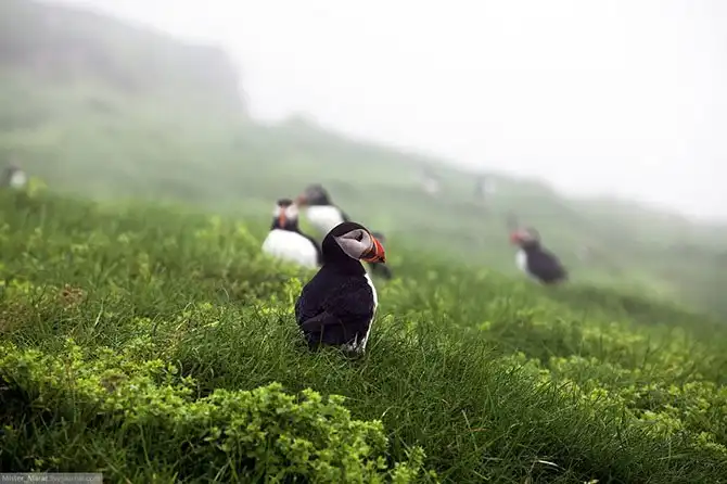 Фареры: остров птиц
