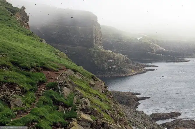 Фареры: остров птиц