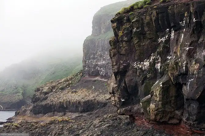 Фареры: остров птиц