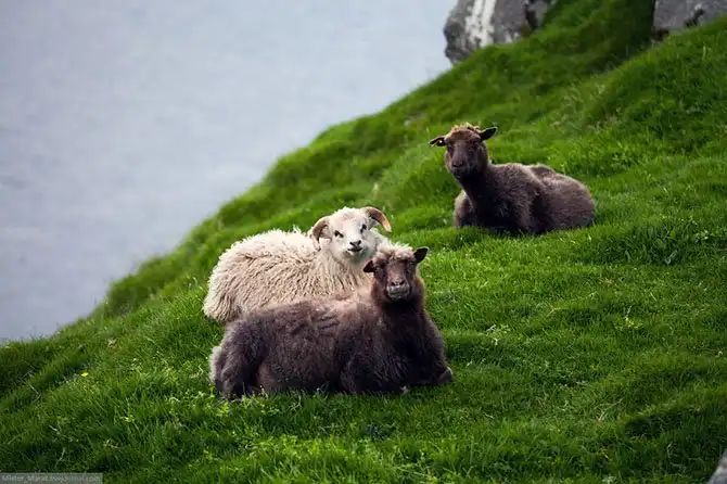 Фареры: остров птиц