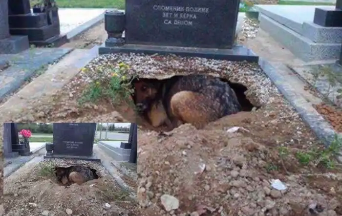 Безграничная собачья преданность