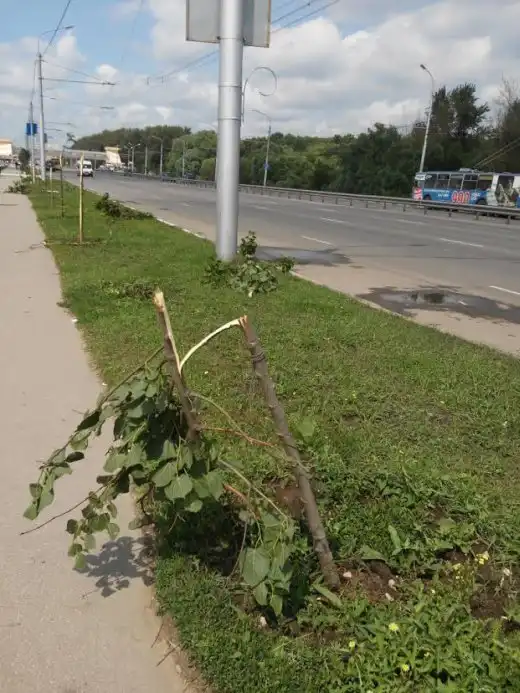 В Рязани вандалы уничтожили молодую липовую аллею