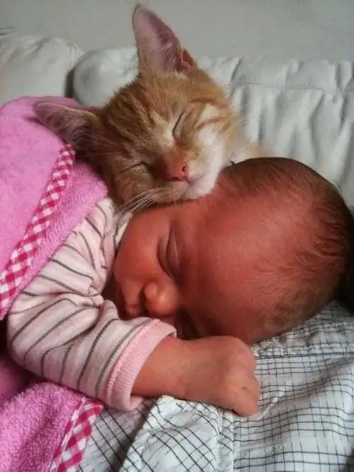 Животные-няньки