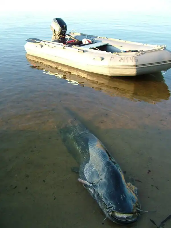 Бывают ли сомы - ЛЮДОЕДЫ ?