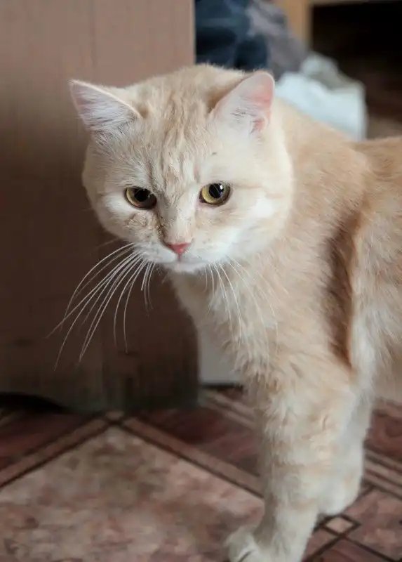 Отдам котика Феникса