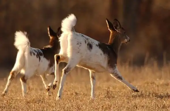 8 животных, которые древнее, чем вы думали