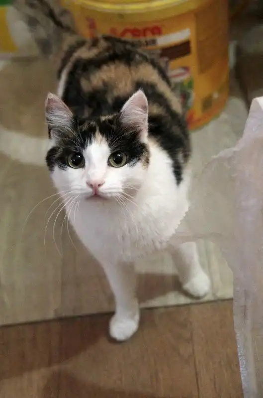 Отдам кошечку Фэнси