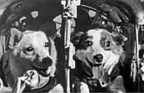 19 августа 1960-го Белка и Стрелка полетели в Космос.