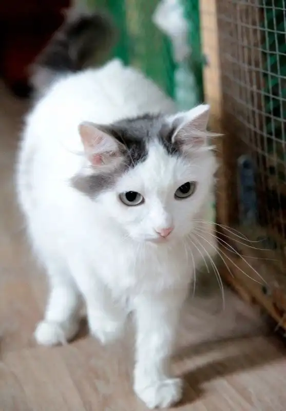 Отдам кошечку Фиону
