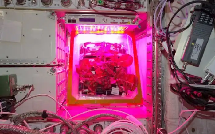 На МКС впервые вырастили овощи