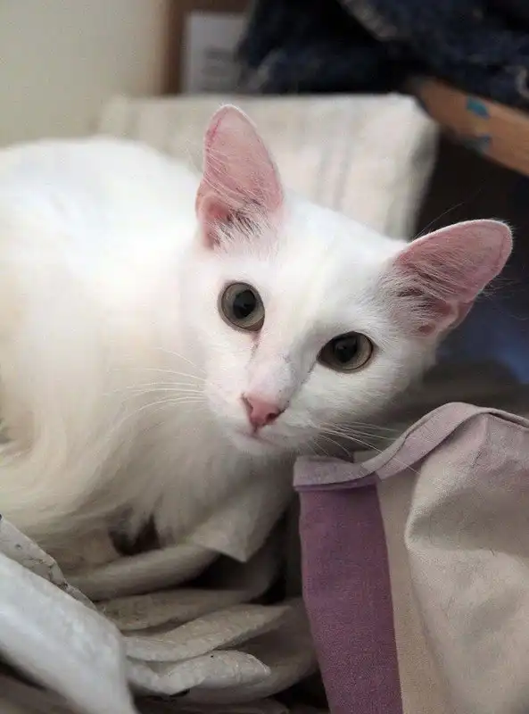 Отдам кошечку Франческу