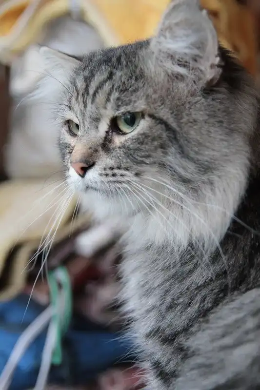 Отдам котика Феррари