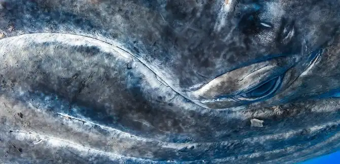 Удивительный фотоконкурс National Geographic 2015 начался