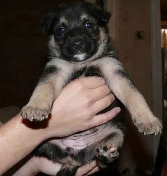 Отдам щенков