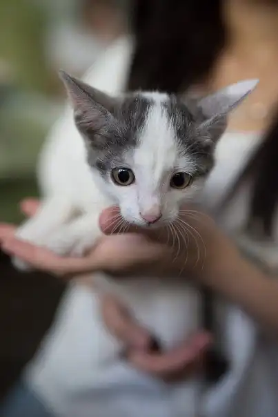 Малыш Кенгуренок ищет хозяев!
