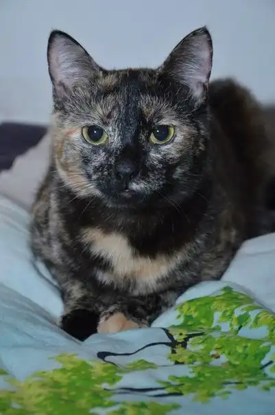 Отдам кошечку Сэнни