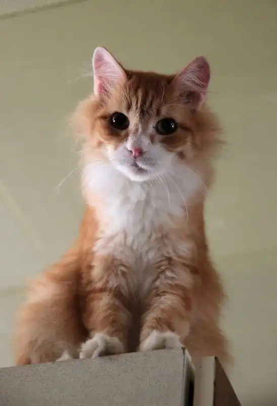 Отдам котика Муската