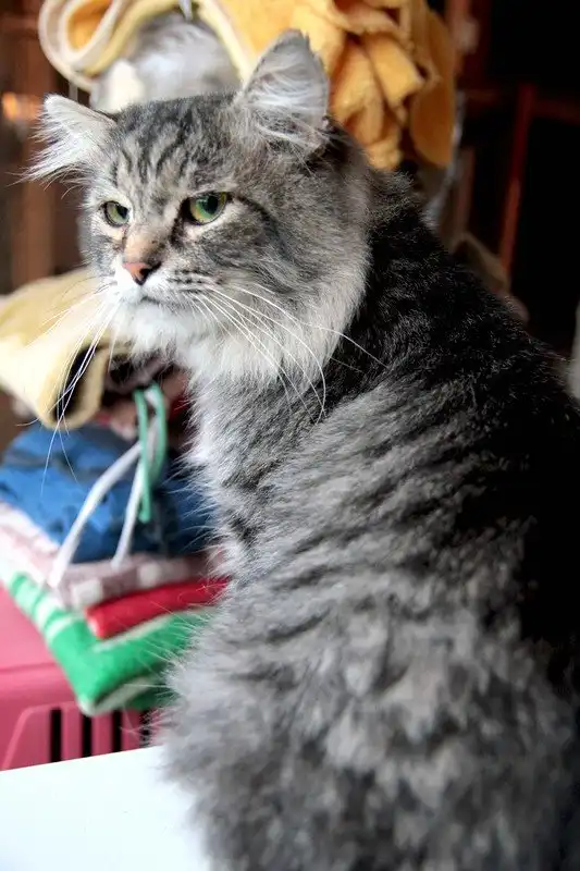 Отдам котика Феррари