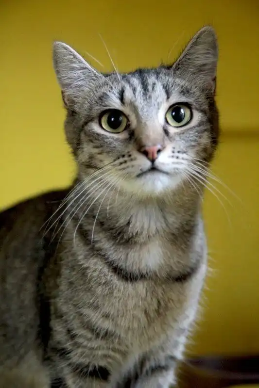 Отдам кошечку Флору