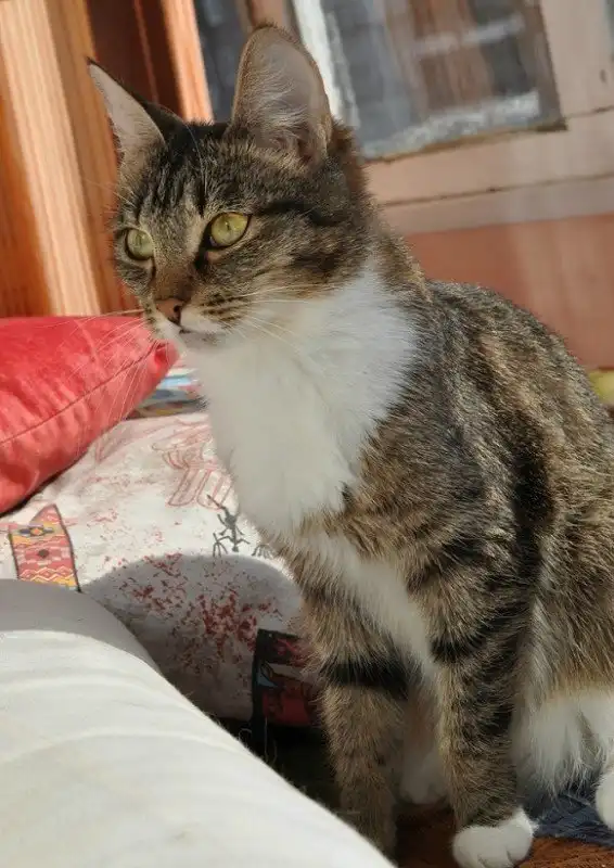 Отдам кошечку Муху