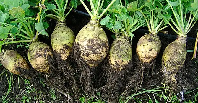 Продукты осени, которые сохранят вам красоту и здоровье