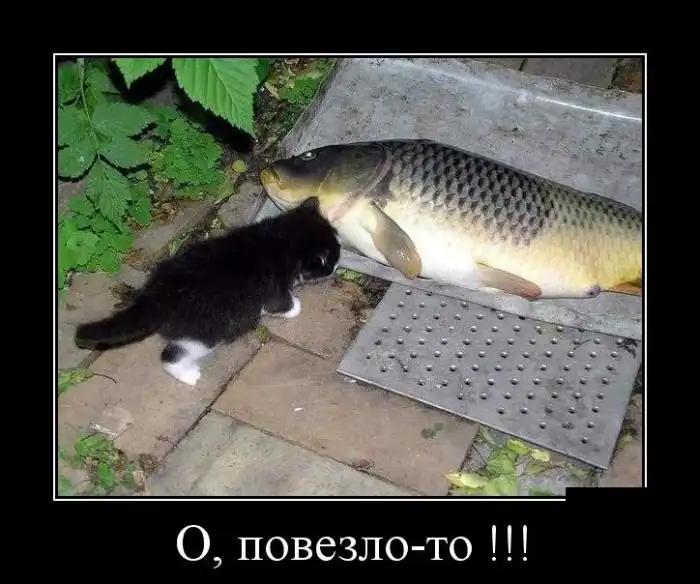 Демотиваторы (29.10.15)