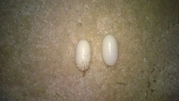 Как парень вырастил детенышей ящерицы геккона