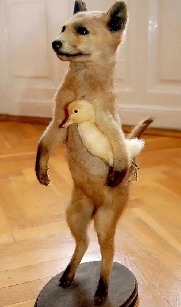 Упоротые таксидермисты