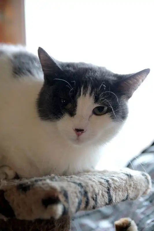 Отдам кошечку Таис