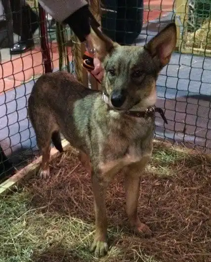 Отдам собачку Лесси