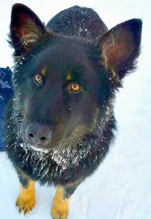 отдам доброго пса