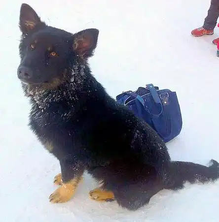 отдам доброго пса