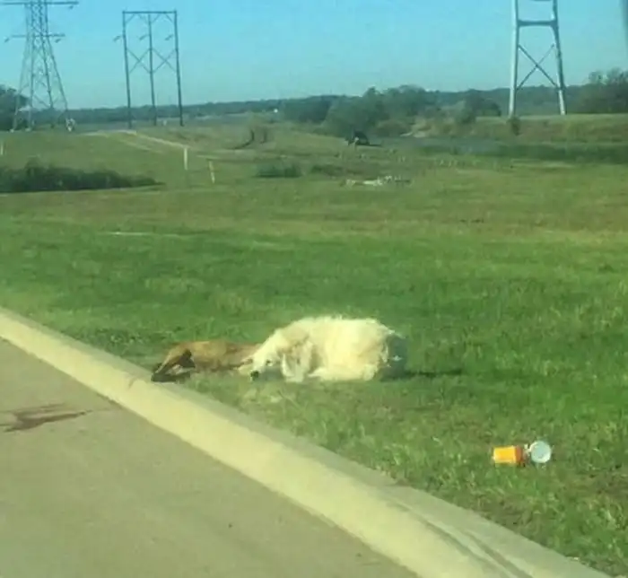 Собака охраняла тело сбитого друга