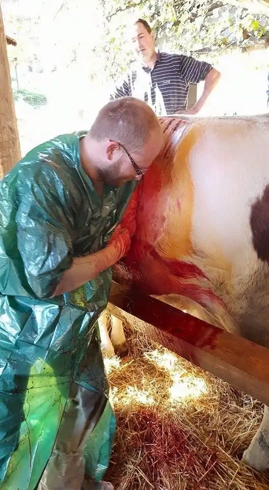 Ветеринар сделал корове кесарево сечение ради телят-сиамских близнецов
