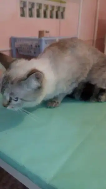 Голубоглазая кошечка ждет любящих хозяев.