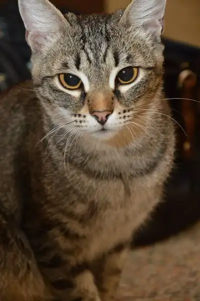 отдам кошечку